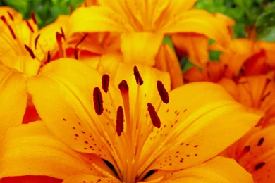 2012 Mother's Day Beautiful Flower   Iris From The Sun Wallpapers ...