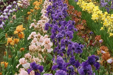 Flower Wallpapers : Iris Farm 34   Wallcoo.net