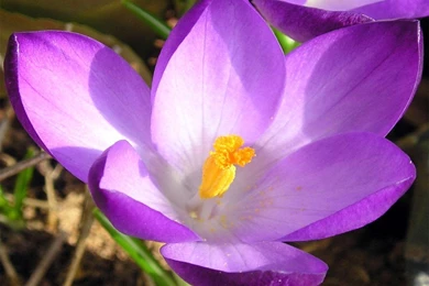 Iris   Flower Wallpapers   Crazy Frankenstein