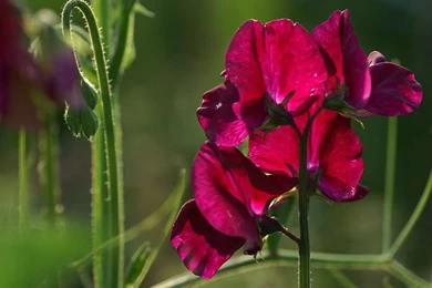 Iris, Nature Flower Wallpapers 26   Wallcoo.net