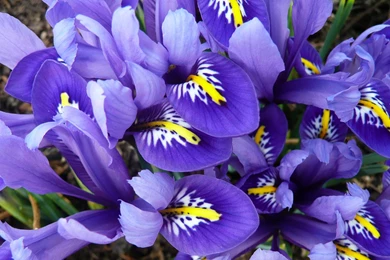 Iris Close up Wallpapers