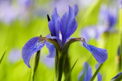 Iris Flower Desktop Wallpapers