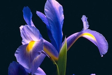 Blue Iris Flowers Pictures