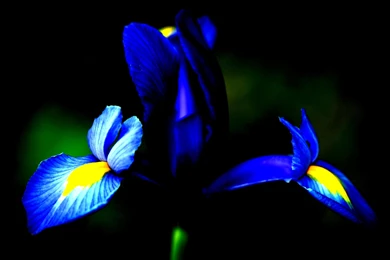 Iris Flower Blurred Close up