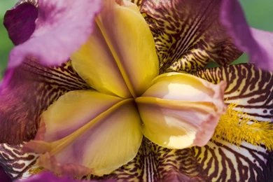 Dark Vivid Yellow Iris Wallpapers