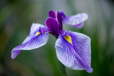 Beautiful Flowers In The Garden Of Irises Wallpapers And Images ...