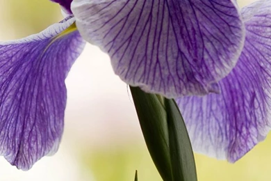 Purple Iris, Flower Close up iPhone Wallpapers