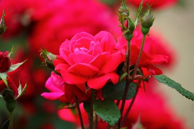 Flowers: Red Roses Flowers Buds Desktop Background Images For High ...