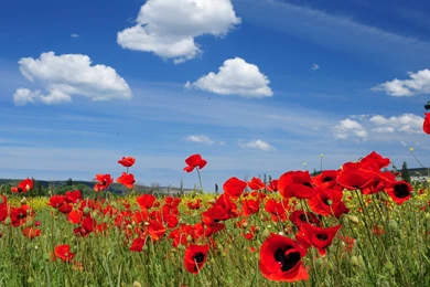 Desktop Nature Wallpapers Full Size