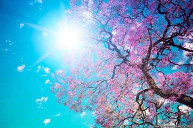 Spring Nature Wallpapers   Crazy Frankenstein