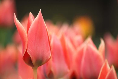 07.09.15 ~ Nature Macro HD, Nature Image Galleries