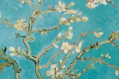 Almond Blossom Wallpapers