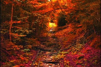 Artistic Autumn Autumn