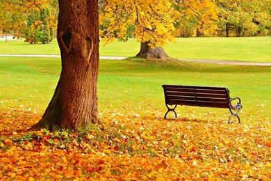 Autumn Park Beautiful Wallpapers HD Free