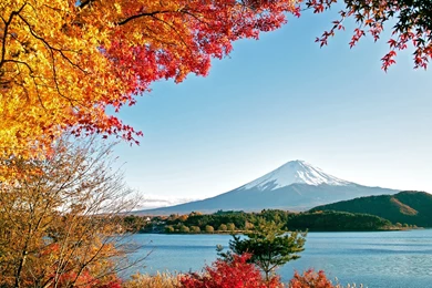 Autumn Trees Colorful Leaves Nature HD Wallpapers