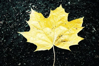 Wallpapers For Android Phones