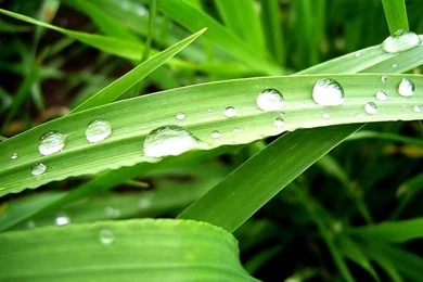 Windows Vista Wallpapers   Plants And Green Leaves9   Wallcoo.net