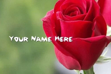 Get Your Name In Beautiful Style On Red Rose Picture. You Can ...