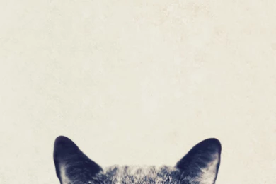 Cool Cat Glasses iPhone 6 Plus HD Wallpapers / IPod Wallpapers HD ...
