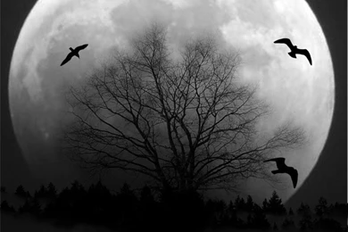 Full Moon Crows Over The Tree Wallpapers From Dark Wallpapers