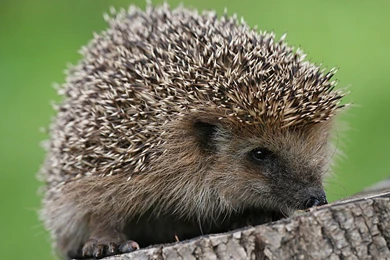 77 Hedgehog HD Wallpapers