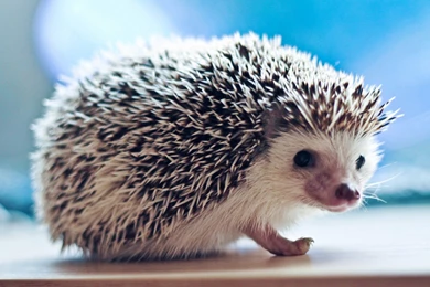 HD Hedgehog Wallpapers And Photos
