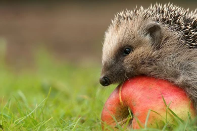 Hedgehog HD Wallpapers