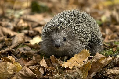 Download Wallpapers 1920x1080 Hedgehog, Leaves, Autumn, Grass Full ...