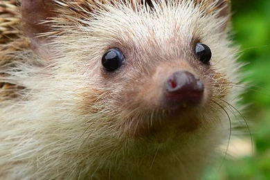 Cute Hedgehog Wallpapers For iPhone 6 Plus, iPhone 6 Plus Wallpapers