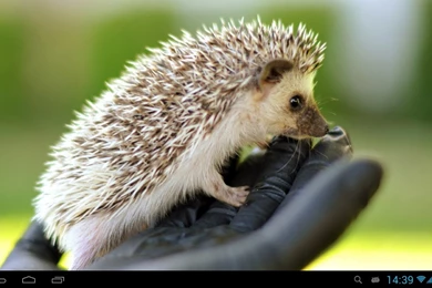 Hedgehogs Live Wallpapers   Android Apps On Google Play