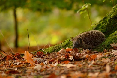 Hedgehog HD Wallpapers