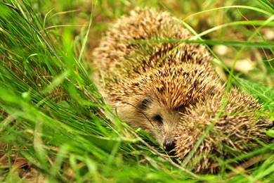 1600x1000 Black Panther Browser Themes & Desktop Picture