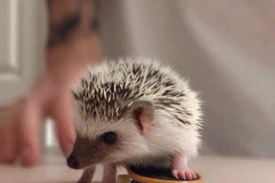 Baby Albino Hedgehog   Wallpaper.