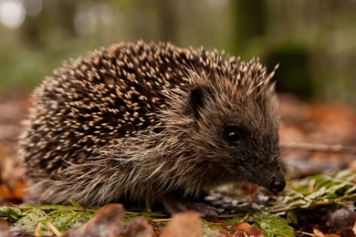 Hedgehog In The Forest Wallpapers