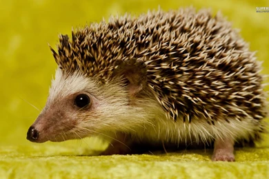 Hedgehog HD Desktop Wallpapers