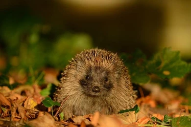 Hedgehog Wallpaper,hedgehog Wallpapers HD Wallpaper,leaves ...