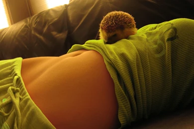 Wallpapers Girl Belly Hedgehog On A Girls Animal Hd 303001.6 ...