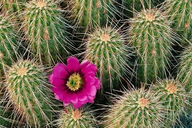 Flower Wallpapers : Strawberry Hedgehog Cactus Superstition ...