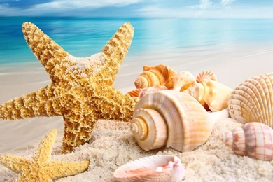 Summer Wallpapers Hd