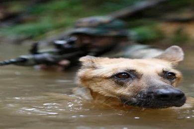 Dogs: Swim Usmc Marines Recon Marine Corps Wallpaper Backgrounds ...