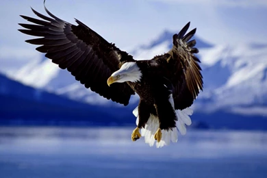 Jet Plane Wallpapers – 1920×1200 High Definition Wallpapers ...