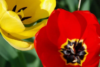 Cool, Flowers, Backgrounds (