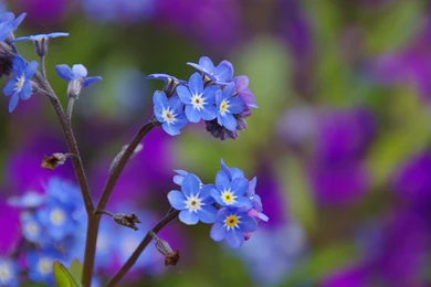 Blue Flower Wallpapers Desktop Backgrounds   Ndemok.com