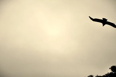 Openbox, Bird, 1920x1080 HD Wallpapers And FREE Stock Photo