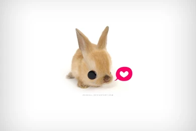 Cute Wallpapers A0   HD Wallpapers