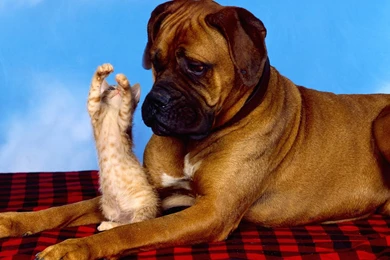 Other Wallpapers   Semrawut: Funny Cute Wide Wallpapers. Funny Cute ...