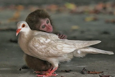 Wallpaper: Best Cute Funny Wallpapers