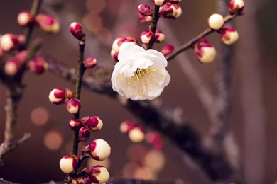 Spring iPad Wallpapers