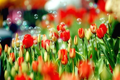 Spring Nature Wallpapers 2   Crazy Frankenstein