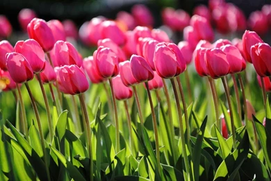Pink Tulips Spring Nature >> HD Wallpaper, Get It Now!
